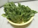 新鲜生菜生吃即食意大利生菜新鲜生菜沙拉蔬菜生菜火锅烤肉涮菜 带箱5斤（净重 4.6斤）新鲜意大利生菜 实拍图