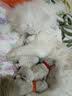 冠能猫粮室内成猫猫粮10kg 全价猫粮 添加膳食纤维 控制毛球 实拍图