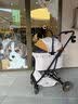 安蒂乐宠物推车可折叠中小型犬猫轻便外出宠物包出行遛狗可分离提篮 卡其（透气款）【京东送货上门】 实拍图