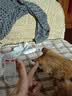 欢宠网猫玩具猫咪猫隧道彩虹钻洞袋子迷宫通道逗猫自嗨神器解闷猫猫小猫 实拍图