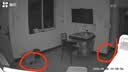 鼠道难老鼠夹子大号强力灭鼠家用商用室内一窝端笼驱逮扑抓捕鼠神器*12 实拍图