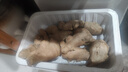 山东新鲜大姜超市生鲜蔬菜老姜即食水果生姜水洗净姜 山东大姜净重1.8斤 实拍图