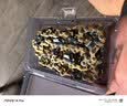 欧莱德20寸电锯链条电链锯链条汽油锯链条伐木锯链条工具配件通用款 实拍图