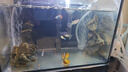 森森鱼缸增氧泵水族箱氧气泵LQE-200家用小型充氧泵4W双孔+全套配件 实拍图