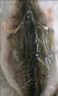 仙泉湖三去白蕉海鲈鱼400g/条净膛冷冻刺少肉厚特产海鲜水产生鲜食材 实拍图