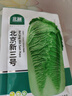北蔬北京新三号白菜种子苗叶多夏秋蔬菜种籽 北京新三号种子30g 实拍图