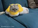 华元宠具（hoopet）狗狗伊丽莎白圈项圈小型犬宠物猫咪颈圈脖圈头套猫伊利沙白圈头罩 实拍图