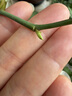 史丹利玫瑰花月季花专用土营养土扦插土壤土月季土种植土泥炭花土10L 实拍图