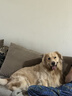 豆柴（docile）冻干三拼成犬狗粮添加有益菌蛋黄鸡肉鸭肉粒通用无谷粮10kg/20斤 实拍图