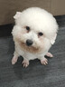疯狂小狗狗粮 中大型幼犬成犬 鸡肉燕麦呵护肠胃通用粮2kg/4斤 实拍图