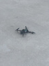 联想（Lenovo）进阶级带屏遥控飞机四轴避障飞行器高清航拍无人机男孩玩具航模飞机生日礼物 实拍图