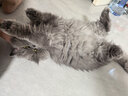 美士麦克斯成猫天然鲜肉猫粮1.8kg鸡肉味布偶蓝猫橘猫加菲英短全价粮 实拍图