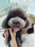疯狂小狗 狗零食牙倍净洁齿旋风棒宠物幼犬小型犬磨牙棒 火龙果配方150g 实拍图