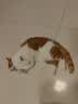 卫仕深海美毛爆爆袋猫干粮成猫幼猫冻干鲜肉猫粮4.5kg 实拍图