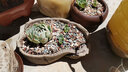 花目蓝（HUAMULAN） 创意多肉植物石头花盆 简约欧式仿青石肉肉盆栽 陶瓷花盆 个性复 款3-长14.5*宽9*高14cm 实拍图