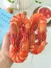 水一方九节虾干特大即食烤虾干高蛋白冷冻储存海味零食即食大连特产 实拍图