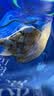 獐子岛 冻煮虾夷扇贝800g 大号去脏去沙 海鲜水产生鲜贝类火锅食材原料 实拍图