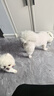 比瑞吉狗粮冻干鸭肉瓜六小型犬全价幼成老年比熊泰迪清热解火犬粮2kg*3 实拍图