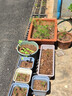 猫人10A抑菌夏季薄款无痕内衣女士冰丝无钢圈文胸聚拢防下垂性感胸罩 实拍图