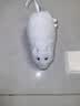 猫咪玩具电动小老鼠自嗨解闷斗逗猫棒仿真猫用品大全消耗体力好物 宠物玩具【发条小鼠】-白色 无规格 实拍图