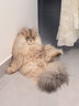 聚宠宠物猫咪烘干箱自动狗狗吹风机烘干家用洗澡拉毛吹毛机71升 智能生活APP版（AI管家7年保修） 实拍图