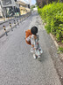熊猫熊卡皮巴拉玩偶公仔布娃娃毛绒玩具大号送女孩生日礼物女生睡觉抱枕 实拍图