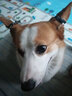 HELLOJOY狗狗零食 肉干肉条成犬幼犬通用训狗奖励零食 鸭肉绕雪梨120g 实拍图