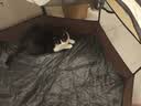 HELLOJOY猫笼子猫窝帐篷家用猫咪产房窝露营隔离生产房待产房猫产窝幼猫笼 实拍图
