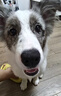 奥丁（ODIN）NEO狗粮幼犬粮中小型犬专用泰迪柯基比熊鸭肉梨小狗奶糕幼犬粮1kg 实拍图
