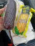 果园汇 东北黄玉米棒 净重10根装真空包装单根200g以上 新鲜黄玉米棒 实拍图
