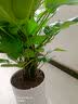 花财主天堂鸟盆栽办公室大型绿植客厅鸭脚木植物家用吸甲醛净化空气好养 绿萝柱1.4-1.5米【圆柱盆】 实拍图