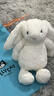 Jellycat害羞乳白色邦尼兔动物毛绒玩偶安抚玩偶娃娃送礼七夕情人节礼物 害羞乳白色邦尼兔 Small 实拍图