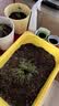 美益棵营养土养花通用型8L园艺专用种菜蔬菜多肉盆栽绿植种植泥炭土壤 实拍图