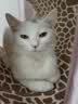 领先成猫尝鲜礼包主食级烘焙猫粮猫条餐盒汤包（新老款随机发货） 实拍图