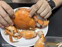 【活蟹】江食代三门青蟹 全母红膏蟹【8-9两/只】2只鲜活螃蟹海鲜礼盒自营水产源头直发 实拍图