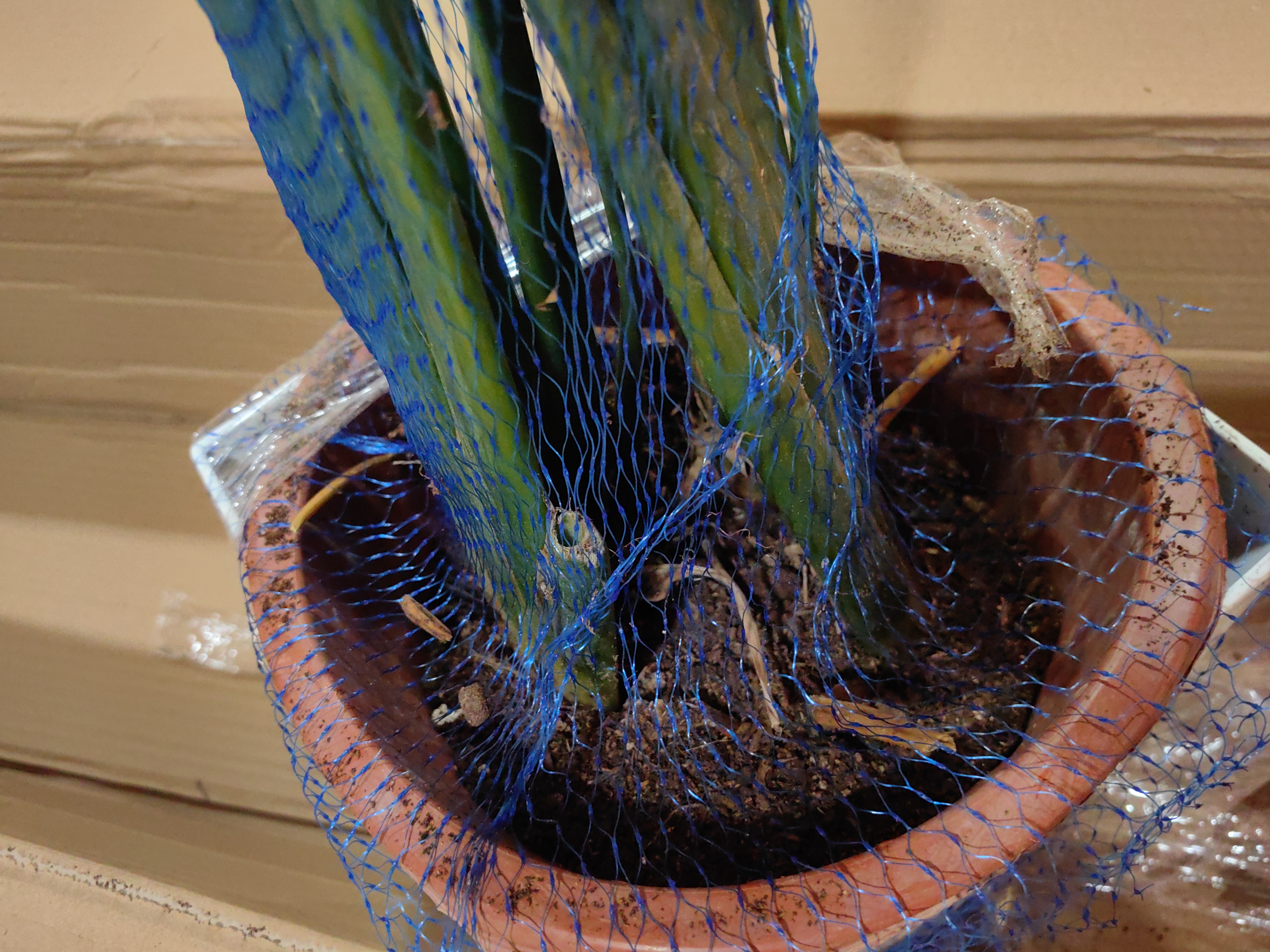 植男植女天堂鸟盆栽客厅室内好养大型落地真绿植办公室植物鹤望兰源头直发 实拍图