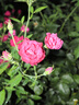 松下（Panasonic）Lumix G100D M43画幅相机 M43卡口 微单相机 无反数码相机 G100D+【12-60mm白盒】单镜套装 实拍图