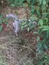 汪野君猫砂盆半封闭顶入猫厕防外溅幼猫成猫猫屎盆猫沙盆带猫砂铲大号 实拍图