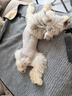 纯福酶解鸡肉泰迪柯基比熊博美幼犬成犬粮冻干小型犬通用型狗粮1.5kg 实拍图