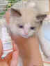 拜达尔硫酸新霉素滴眼液宠物猫咪狗狗眼睛发炎流泪泪痕结膜炎眼药水8ml 实拍图
