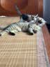 麦富迪猫粮 超肉粒冻干双拼幼猫粮免疫护肠胃 三文鱼2kg 实拍图
