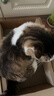 pidan猫抓板 纸盒款 瓦楞纸猫窝耐磨猫玩具 实拍图