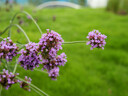 永诺（YONGNUO） YN25mm F1.7 M43微单大光圈自动对焦镜头 YN25mm F1.7M 实拍图