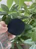 DI-YAMAN气垫粉扑粉底液专用不吃粉干湿两用化妆粉扑皮面打底粉底扑替换 菱形粉扑 3枚 送盒适用于圣罗兰 实拍图