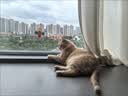 憨憨乐园猫玩具吸盘猫咪转转乐逗猫幼猫小猫逗猫棒自嗨解闷神器玩具 实拍图