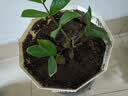 漫德莱营养土30L通用型植物有机土多肉兰花绿萝发财树泥炭土肥料 实拍图