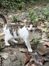 京东京造猫粮烘焙高鲜肉成猫粮无谷咕噜宣言全价全期3.0猫粮镶嵌2kg 实拍图