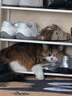 Orijen渴望猫粮 成猫幼猫粮 全价通用无谷原味鸡肉进口7.2kg效期27/5 实拍图