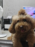 HEARTGARD犬心保狗狗进口驱虫药小型犬驱蛔虫钩虫预防心丝虫原研药6粒装 实拍图