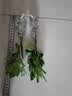 浓香型大盆牡丹栀子花四季开花卉绿植室内桌面盆栽净化空气吸甲醛 裸根试种1苗（不带盆） 高度20-25cm冠幅10cm 实拍图
